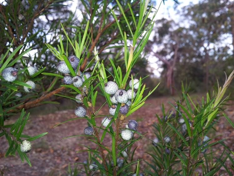 Austromyrtus Austromyrtus Gardening With Angus