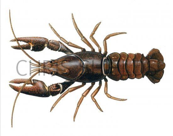 Austropotamobius pallipes Crayfish Austropotamobius pallipes OS004 Illustration Other