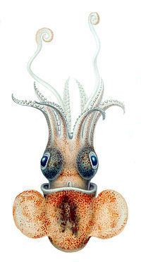 Austrorossia mastigophora httpsuploadwikimediaorgwikipediacommonsthu