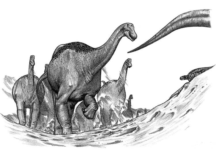 Austrosaurus Austrosaurus Pictures amp Facts The Dinosaur Database