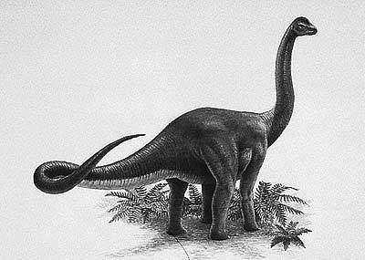 Austrosaurus wwwnhmacukresourcesnatureonlinelifedinosau
