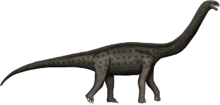 Austrosaurus Austrosaurus mckillopi by SpinoInWonderland on DeviantArt