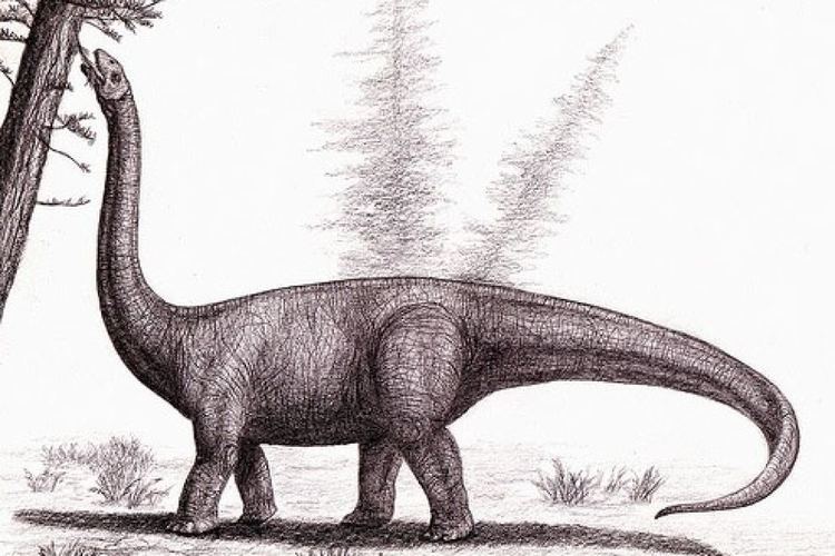 Austrosaurus New fossils of dinosaur Austrosaurus found at dig near Richmond in