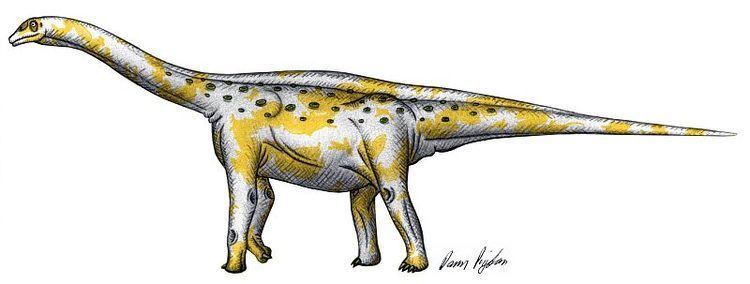 Austrosaurus Dann39s Dinosaur Info AUSTROSAURUS