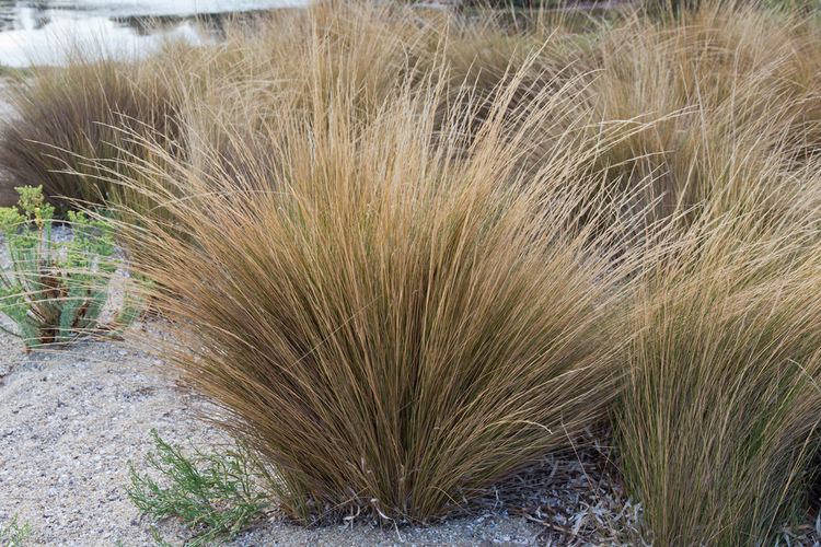 Austrostipa stipoides Austrostipa stipoides 3 Tindo2 Flickr