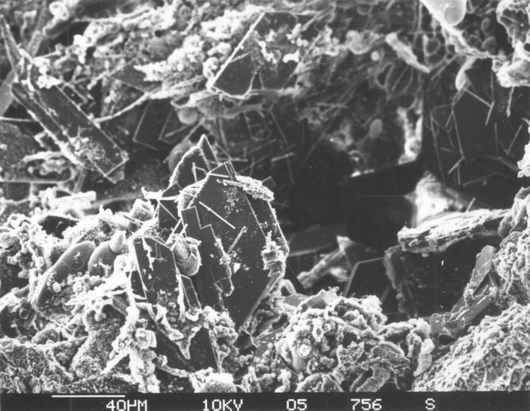 Authigenesis