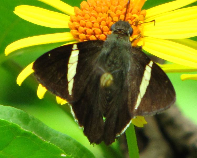 Autochton (butterfly)