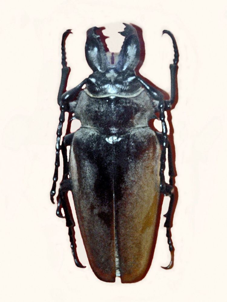 Autocrates (beetle)