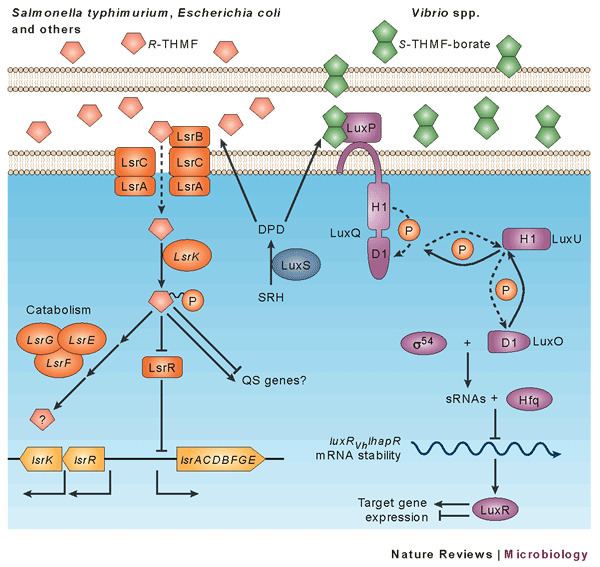 Autoinducer-2 Figure 2 Making 39sense39 of metabolism autoinducer2 LUXS and