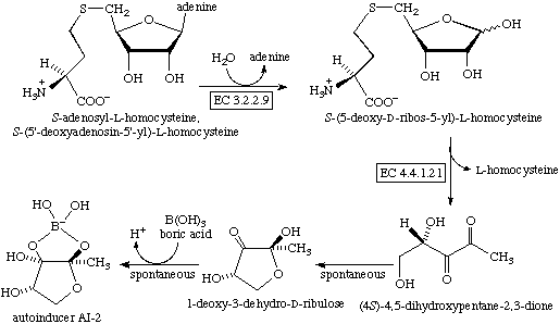 Autoinducer-2 autoinducer AI2 biosynthesis