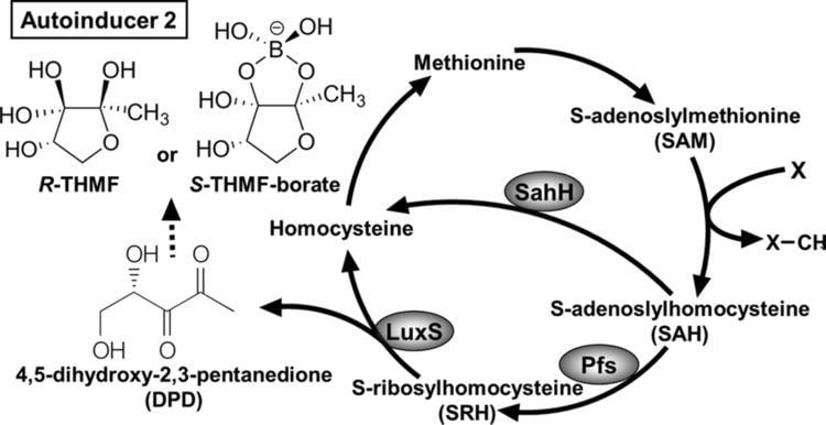 Autoinducer-2 Heterologous Expression of sahH Reveals That Biofilm Formation Is