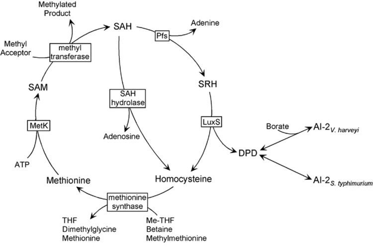 Autoinducer-2 Synthesis of Autoinducer 2 by the Lyme Disease Spirochete Borrelia