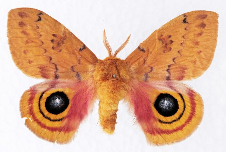 Automeris io Io moth neomexicana subspecies from larva found in wild