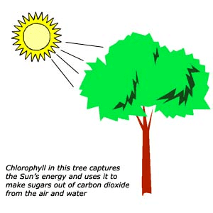 Autotroph The Autotrophs began to drool ryesofthegeek