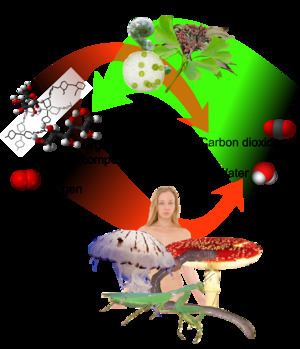 Autotroph Autotroph Wikipedia