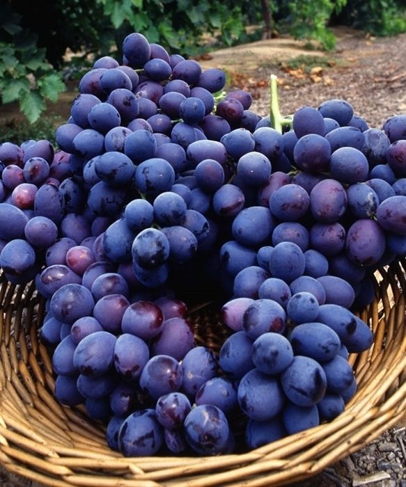Autumn Royal (grape) Autumn Royal Grape Vine Shipped in Soil by Clifton39s Nursery