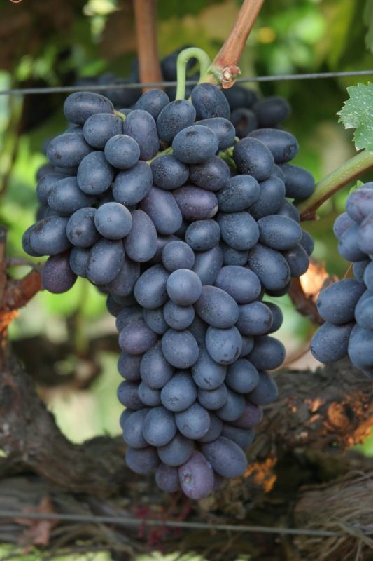 Autumn Royal (grape) Autumn Royal A seedless black beauty fit for royalty These