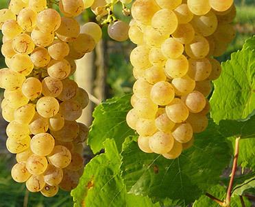 Auxerrois blanc Wines amp Grape Varieties