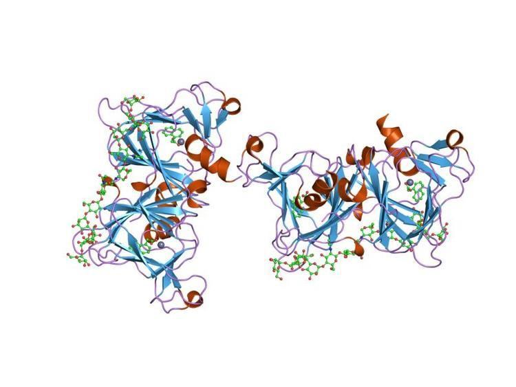 Auxin binding protein