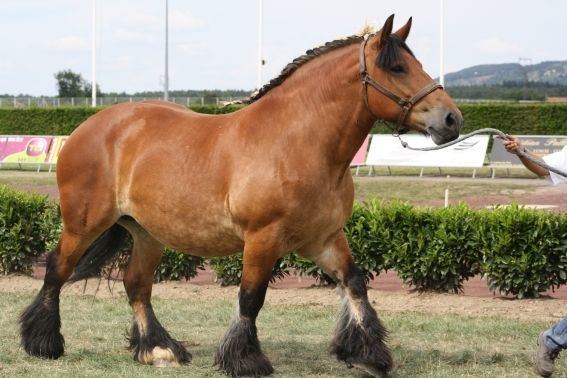 Auxois 1000 images about HORSES Auxois on Pinterest