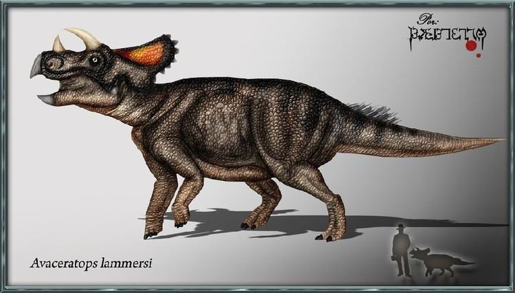 Avaceratops Avaceratops Pictures amp Facts The Dinosaur Database