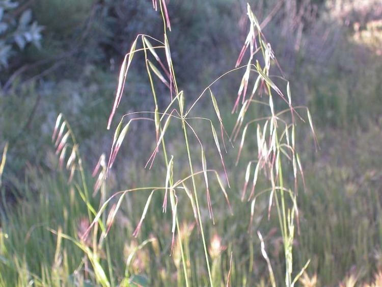 Avena barbata Avena barbata