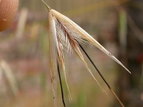 Avena barbata Avena barbata Wikipedia