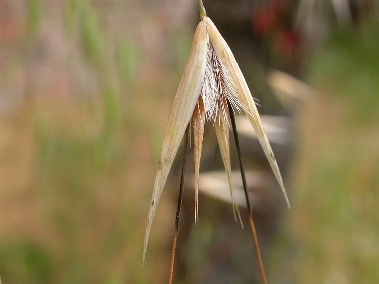 Avena barbata FileAvena barbata 3822593459jpg Wikimedia Commons