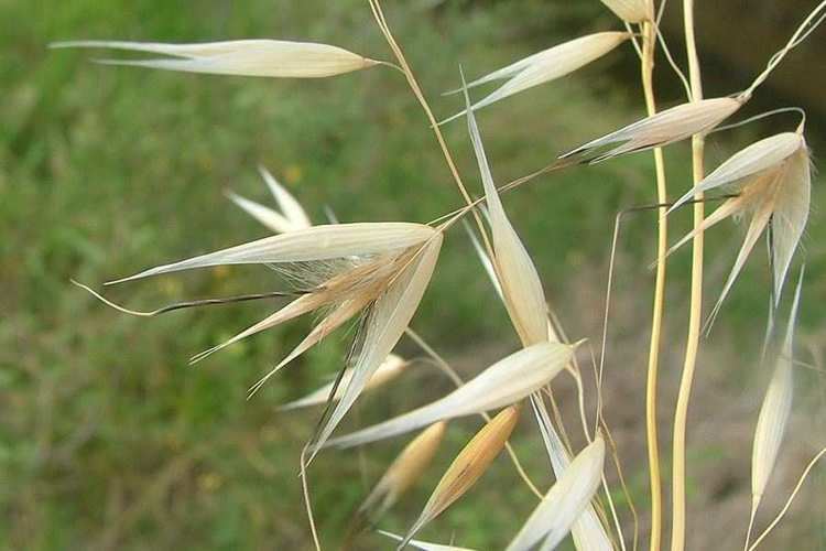 Avena barbata Avena barbata