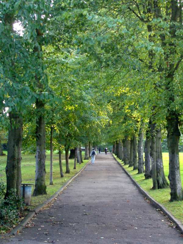 Avenue (landscape)