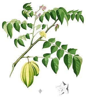 Averrhoa carambola httpsuploadwikimediaorgwikipediacommonsthu