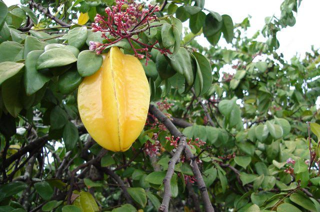 Averrhoa carambola Carambola Averrhoa carambola L