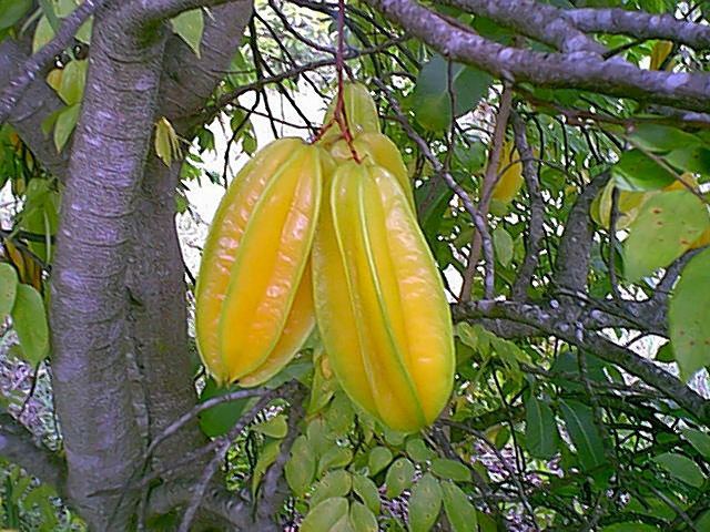 Averrhoa carambola Averrhoa carambola carambola Orams Nurseries Rockhampton