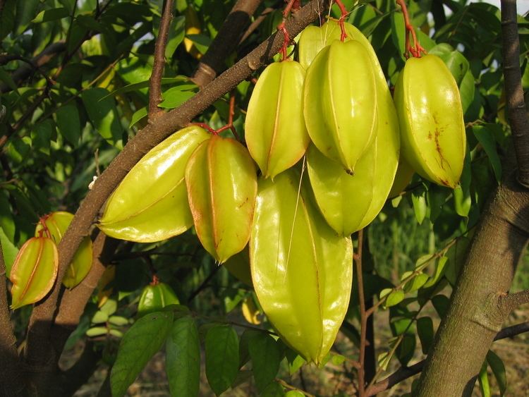 Averrhoa carambola FileAverrhoa carambola ripe fruits at CIATJPG Wikimedia Commons