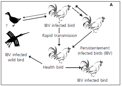 Avian infectious bronchitis virus wwwscielobrimgrevistasrbcav12n2a03fig05agif