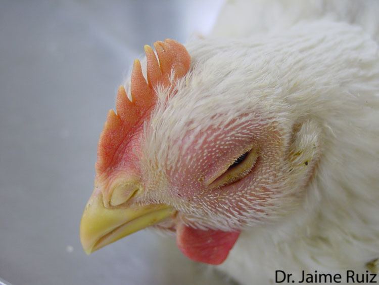 Avian pneumovirus Avian Atlas Search Partners in Animal Health Avian Atlas