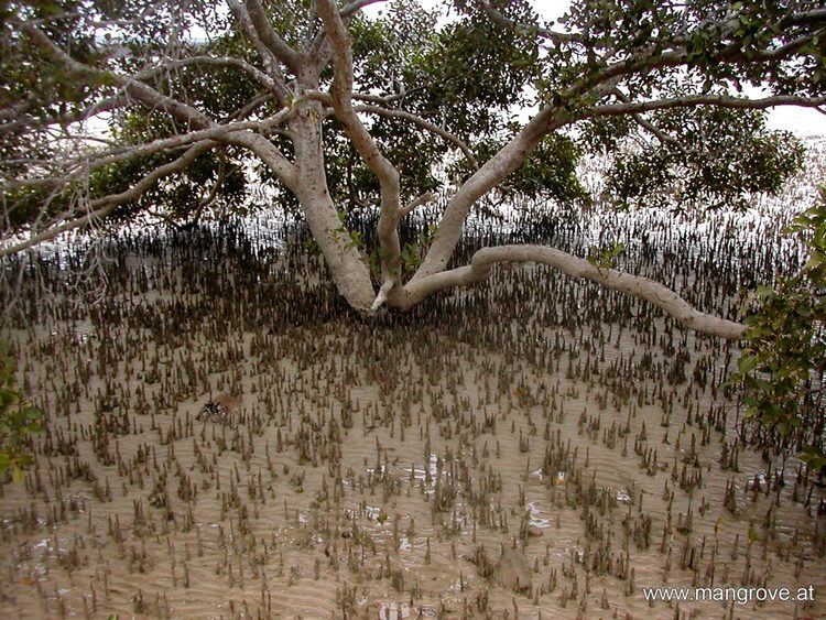 Avicennia Mangrove roots