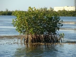 Avicennia germinans Avicennia germinans Black mangrove Discover Life