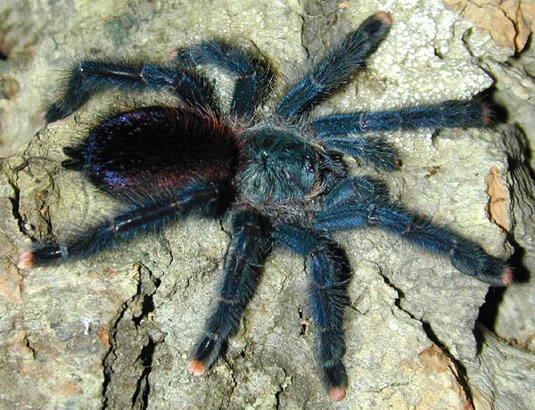 Avicularia Tarantula and Scorpion Handler39s Blog Avicularia Tarantula Caresheet