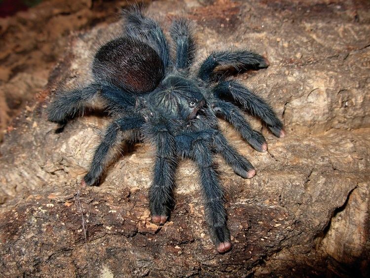 Avicularia avicularia wwwtarantulaheavencomwpcontentuploads201506