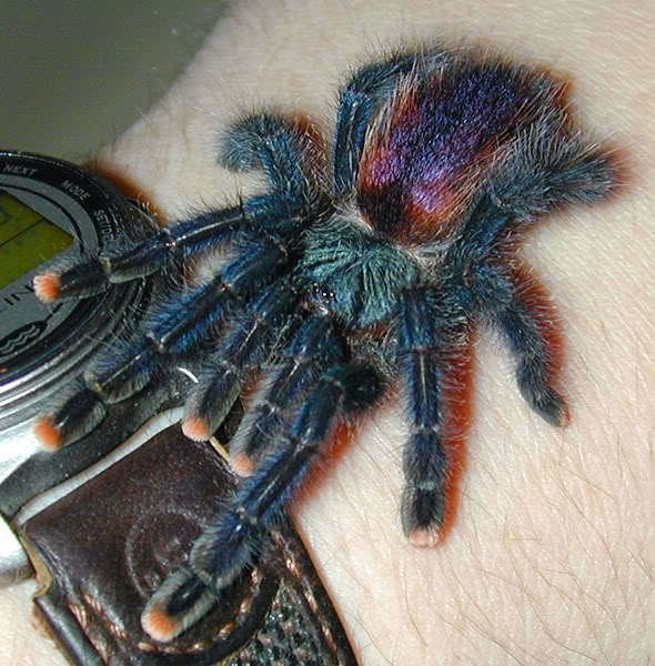 Avicularia avicularia Are there any major differences between Avicularia metallica and