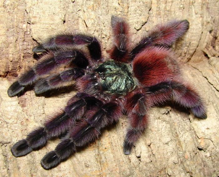 Avicularia 1000 images about Avicularia versicolor pictures on Pinterest