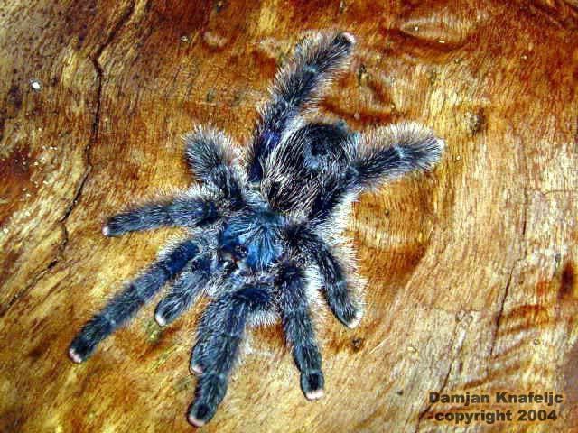 Avicularia metallica Are there any major differences between Avicularia metallica and