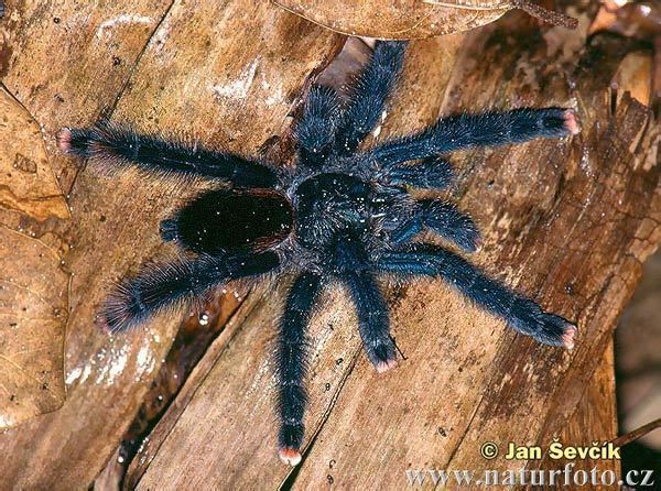 Avicularia metallica avicularia metallica SKLPKANI Pinterest Shops Cute names and