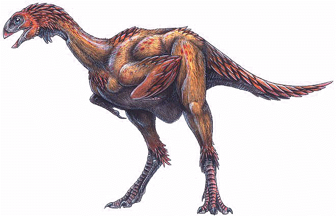 Avimimus Avimimus portentosus a feathered dinosaur an oviraptor