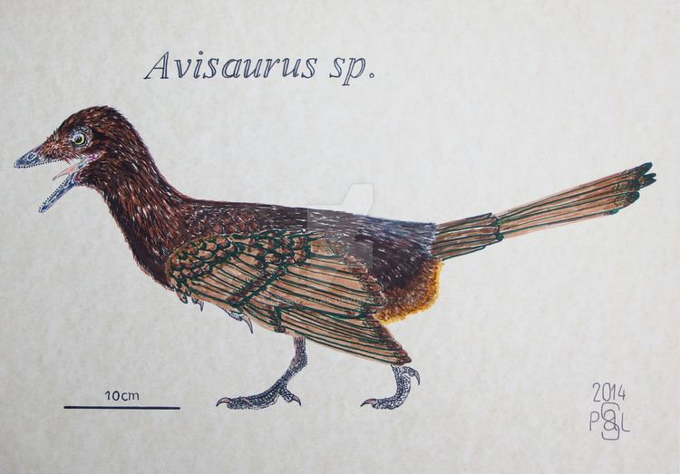 Avisaurus Avisaurus sp by PedroSalas on DeviantArt