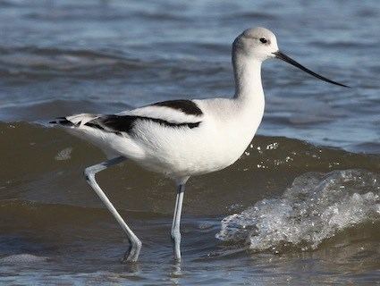 Avocet American Avocet Identification All About Birds Cornell Lab of