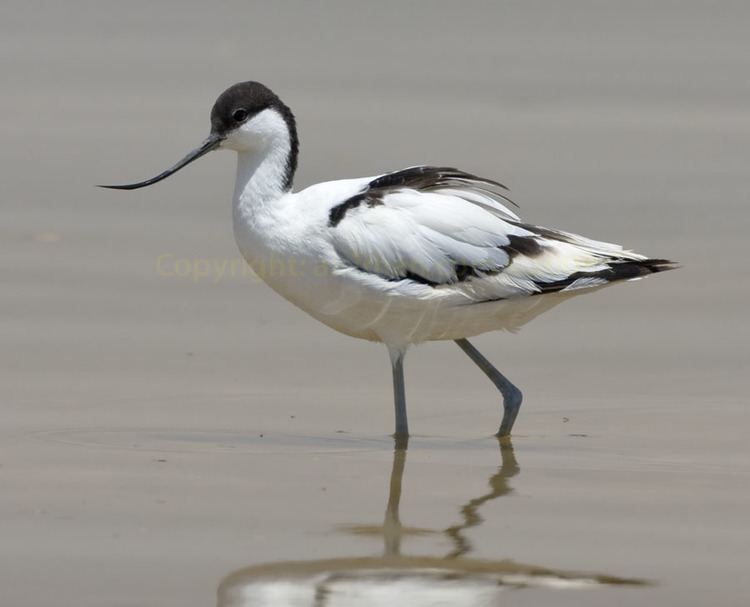 Avocet Avocets ANIMALS And english