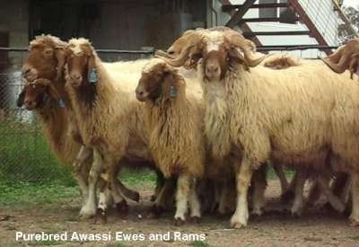 Awassi sheep AWASSI SHEEP BREED SmallRuminants Development