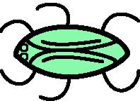 Axayacatl (insect) httpsuploadwikimediaorgwikipediacommons99